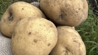 【少量】じゃがいも(男爵いも 600g)