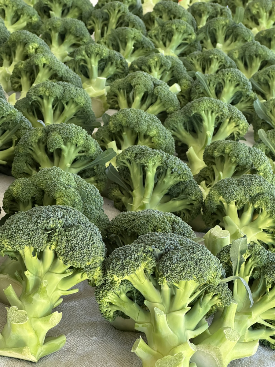 奇跡の人体実験のシェア